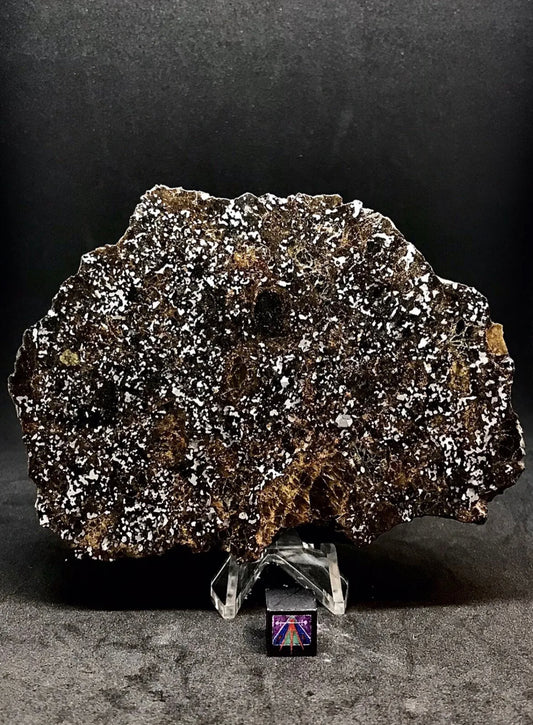 363g NWA 14518 Mesosiderite End Cut Meteorite - Huge Pyroxene Crystals!