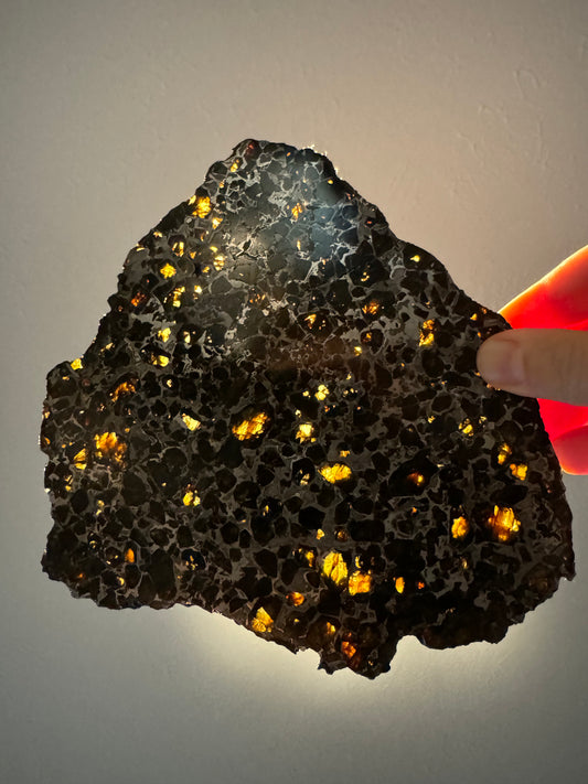 Brahin Pallasite Meteorite - Full Slice - 263g